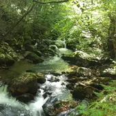 Bosque Bosque