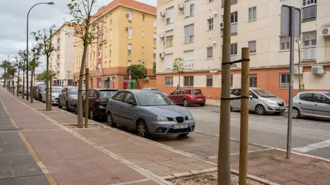 Varios de los nuevos árboles en la calle Mineras Varios de los nuevos árboles en la calle Mineras