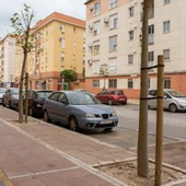 Varios de los nuevos árboles en la calle Mineras Varios de los nuevos árboles en la calle Mineras