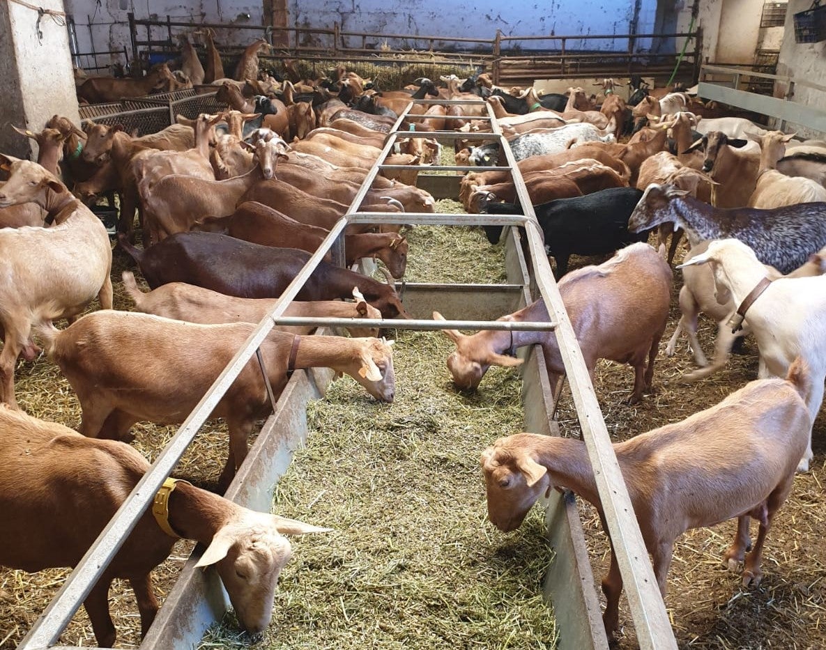 Florencio Rodríguez, sobre la viruela ovina: "Hay 12 focos en CLM, para muchos ganaderos será la ruina" Florencio Rodríguez, sobre la viruela ovina: "Hay 12 focos en CLM, para muchos ganaderos será la ruina"
