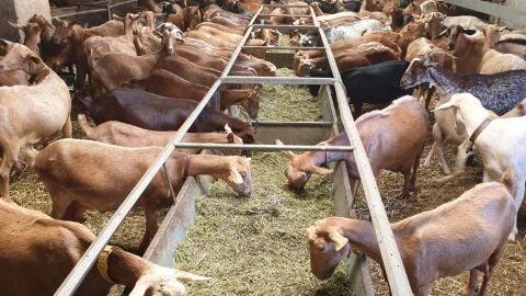 Cabras en una explotaci&oacute;n ganadera
