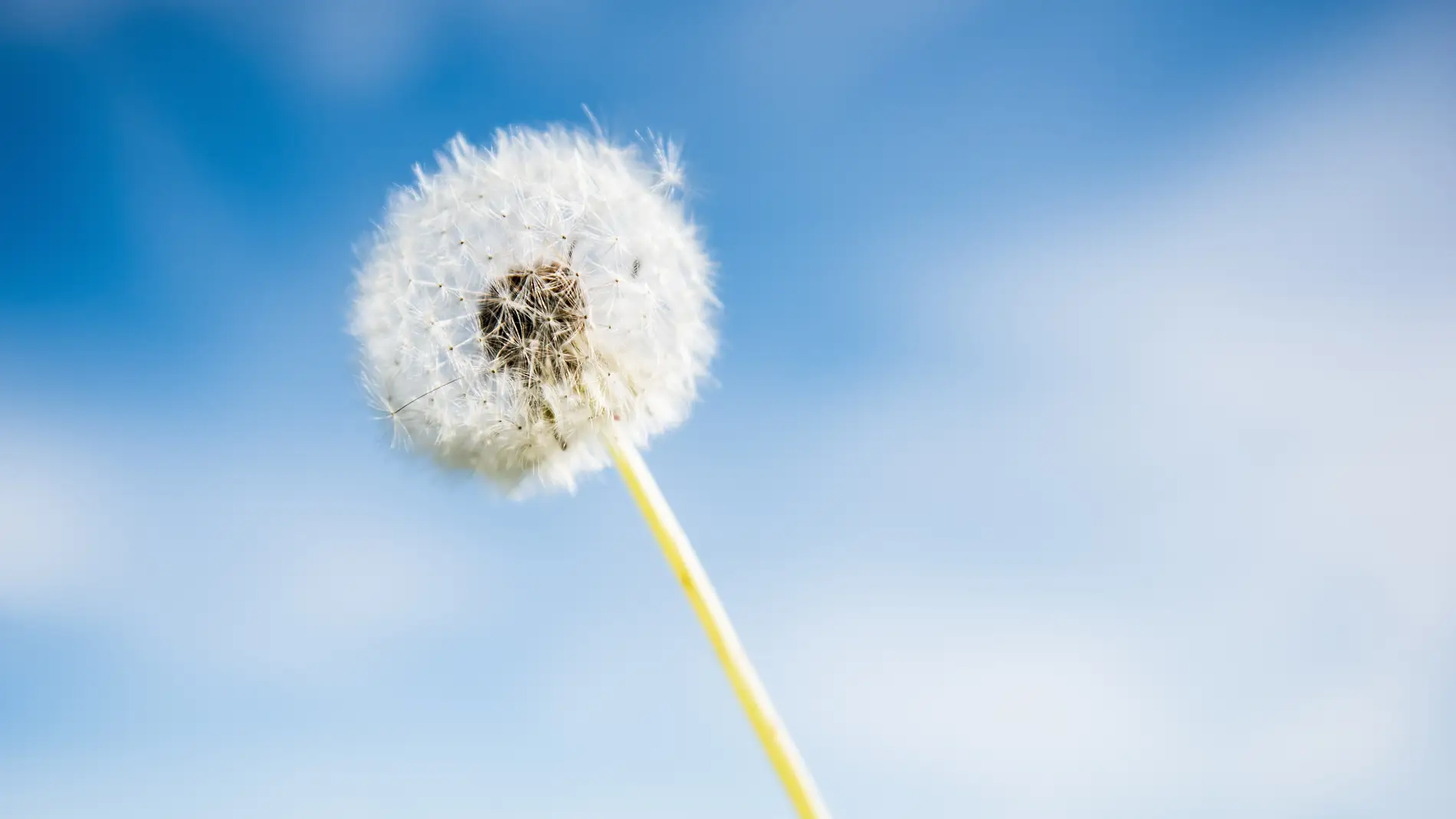 ¿Cómo afectará el polen a las personas alérgicas esta primavera? Estas son las previsiones para este año