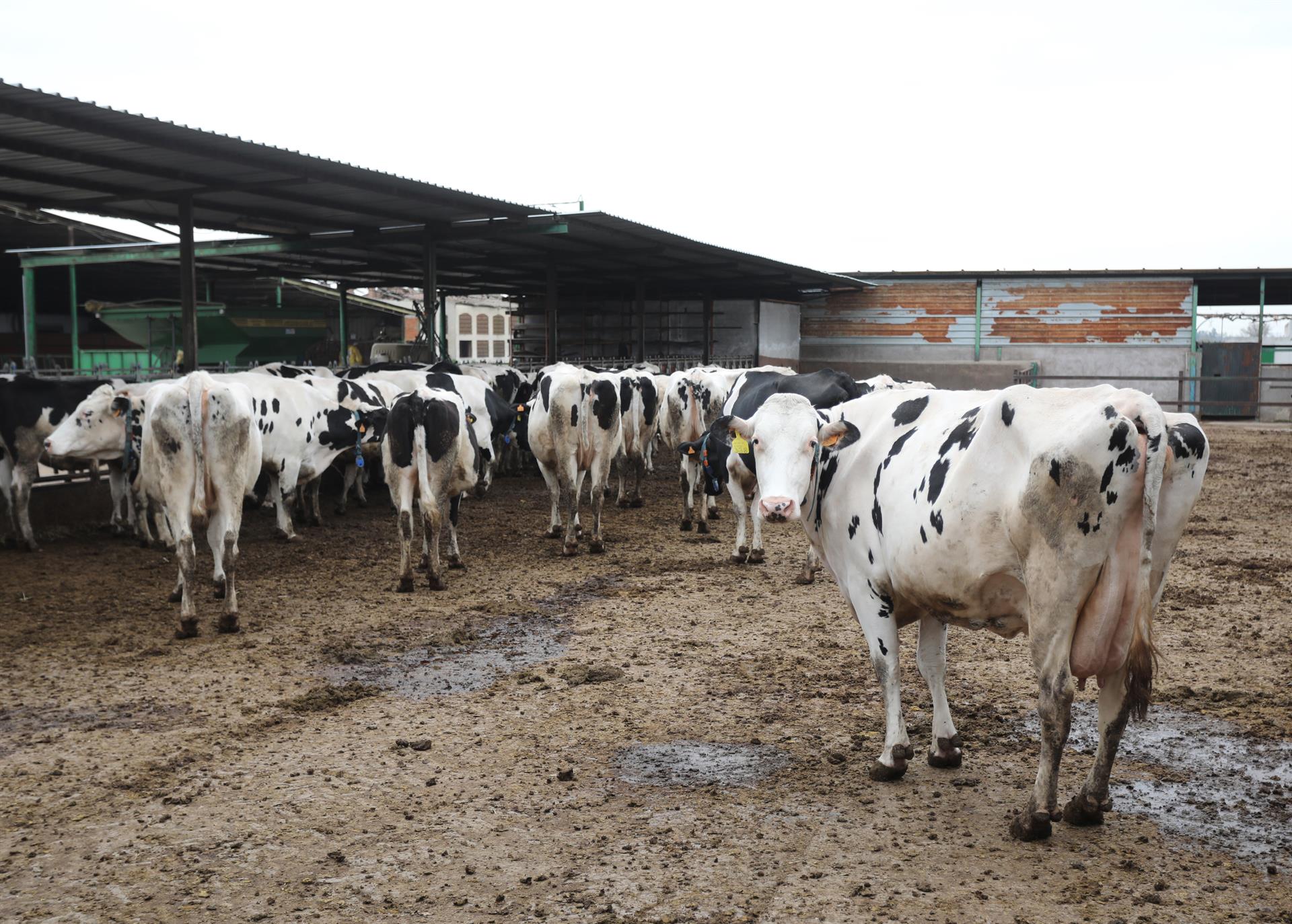 Productores y ganaderos de Castilla - La Mancha piden soluciones inmediatas ante el paro patronal de transporte Productores y ganaderos de Castilla - La Mancha piden soluciones inmediatas ante el paro patronal de transporte