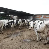 Productores y ganaderos de Castilla - La Mancha piden soluciones inmediatas ante el paro patronal de transporte Productores y ganaderos de Castilla - La Mancha piden soluciones inmediatas ante el paro patronal de transporte