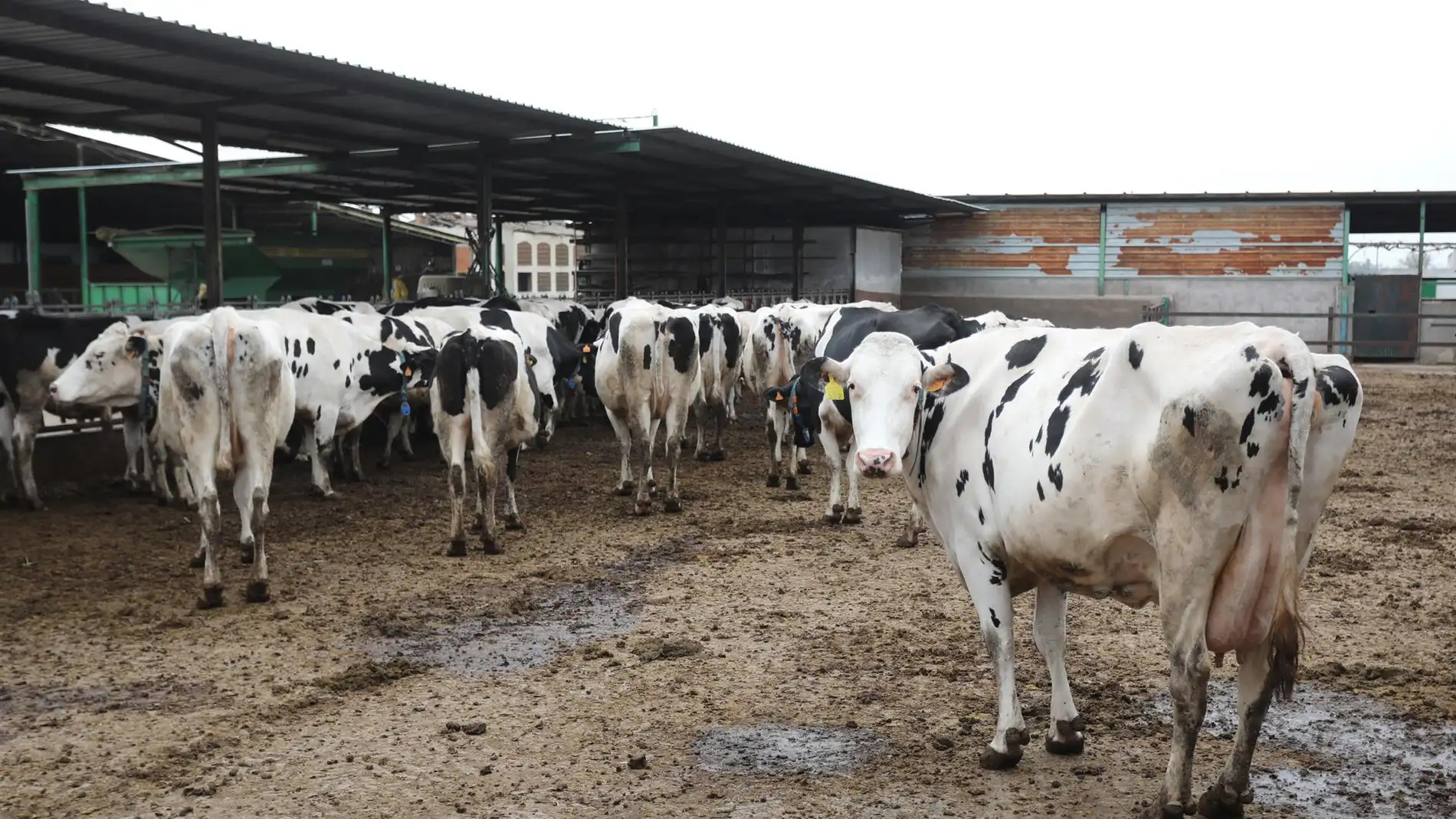 Productores y ganaderos de Castilla - La Mancha piden soluciones inmediatas ante el paro patronal de transporte