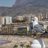 benidorm gaviota