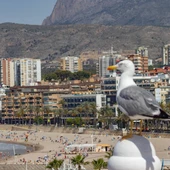 benidorm gaviota benidorm gaviota