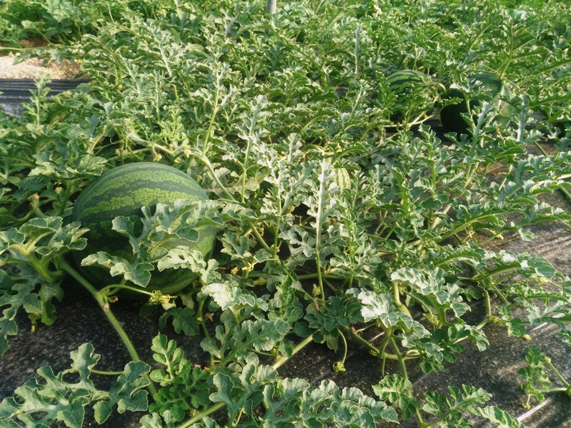 ASAJA destaca pérdidas de producción como consecuencia de la calima en la provincia ASAJA destaca pérdidas de producción como consecuencia de la calima en la provincia