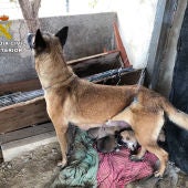 La Guardia Civil libera en Llibrilla a una perra y a sus nueve cachorros de un entorno con malas condiciones higiénico-sanitarias