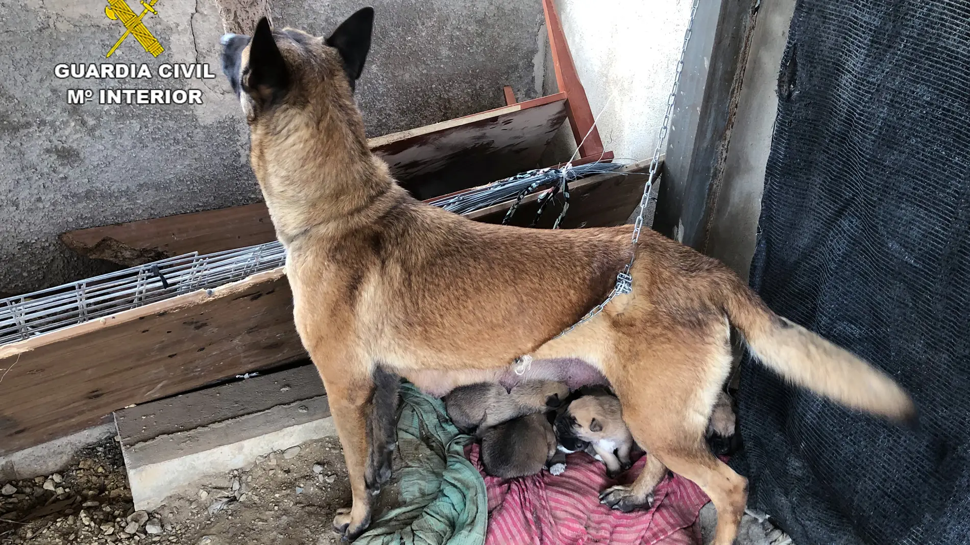 La Guardia Civil libera en Llibrilla a una perra y a sus nueve cachorros de un entorno con malas condiciones higiénico-sanitarias