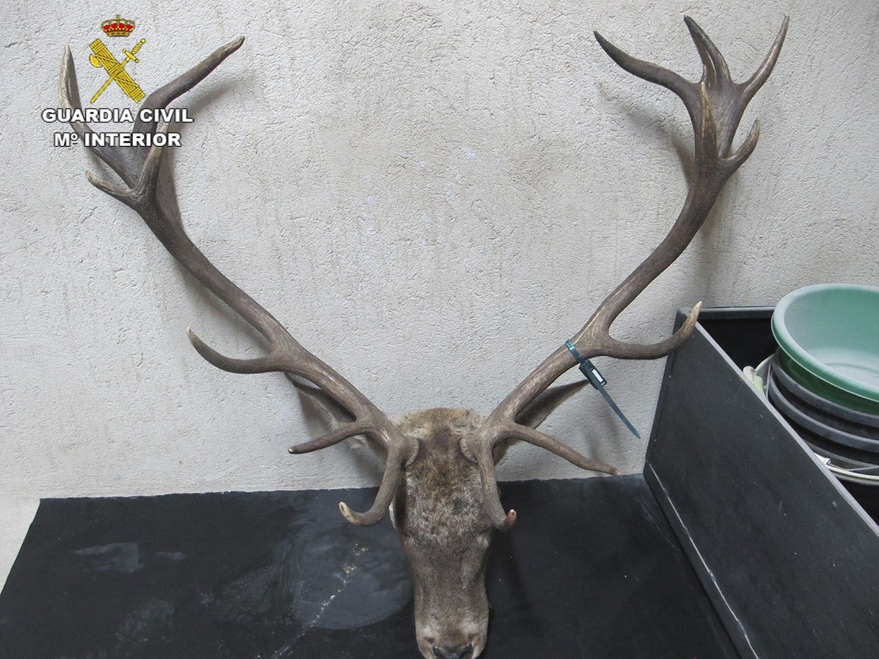 La Guardia Civil de Ciudad Real detiene a un hombre por abatir dos venados de forma ilegal La Guardia Civil de Ciudad Real detiene a un hombre por abatir dos venados de forma ilegal