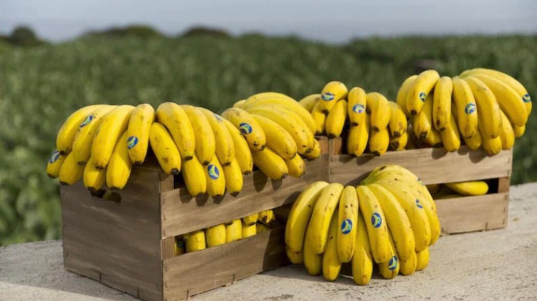Los productores del plátano de Canarias siguen esperando una alternativa de futuro Los productores del plátano de Canarias siguen esperando una alternativa de futuro