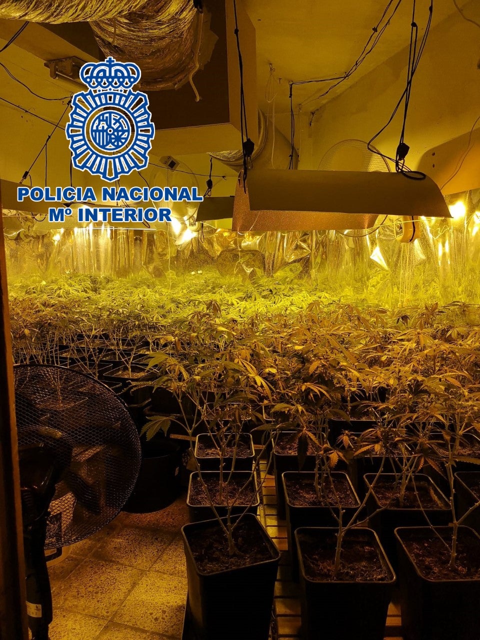 La Policía Nacional desarticula en Elda y Petrer un grupo dedicado al cultivo y venta de marihuana La Policía Nacional desarticula en Elda y Petrer un grupo dedicado al cultivo y venta de marihuana