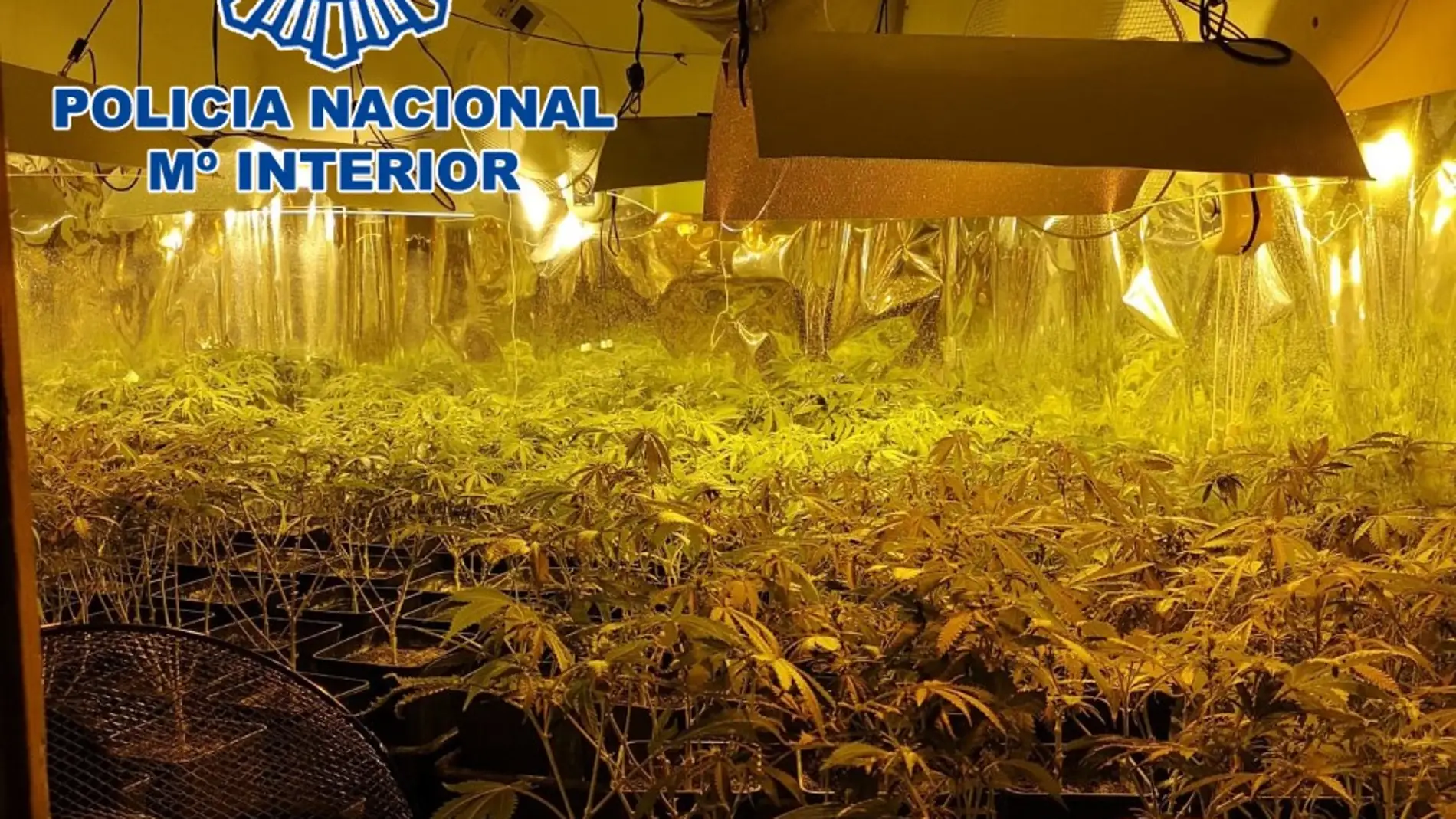 La Policía Nacional desarticula en Elda y Petrer un grupo dedicado al cultivo y venta de marihuana.