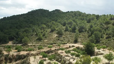 Hablamos con Manuel Gómez, uno de los organizadores de la ruta senderista sierra escalona vias pecuarias