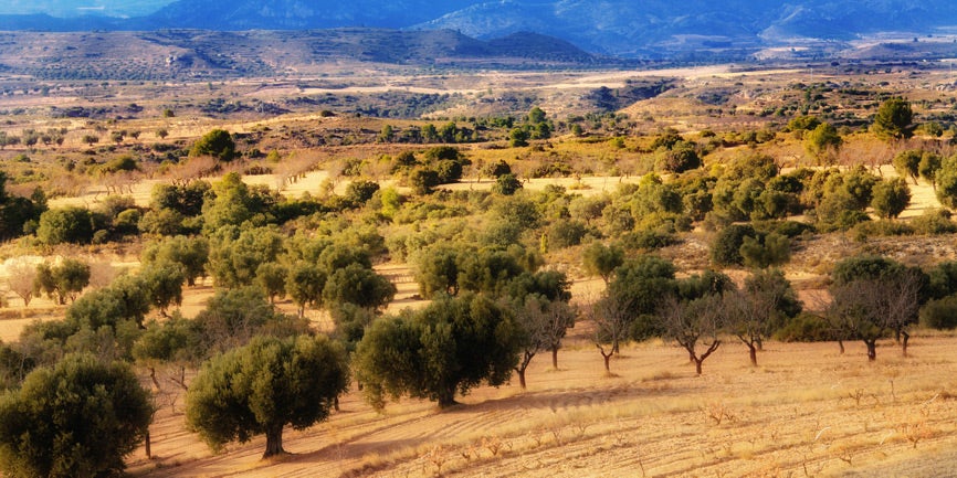 Crece la demanda de aceite de oliva virgen extra Crece la demanda de aceite de oliva virgen extra