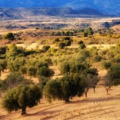 Campo de olivos del Bajo Aragón