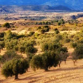 Campo de olivos del Bajo Aragón Campo de olivos del Bajo Aragón