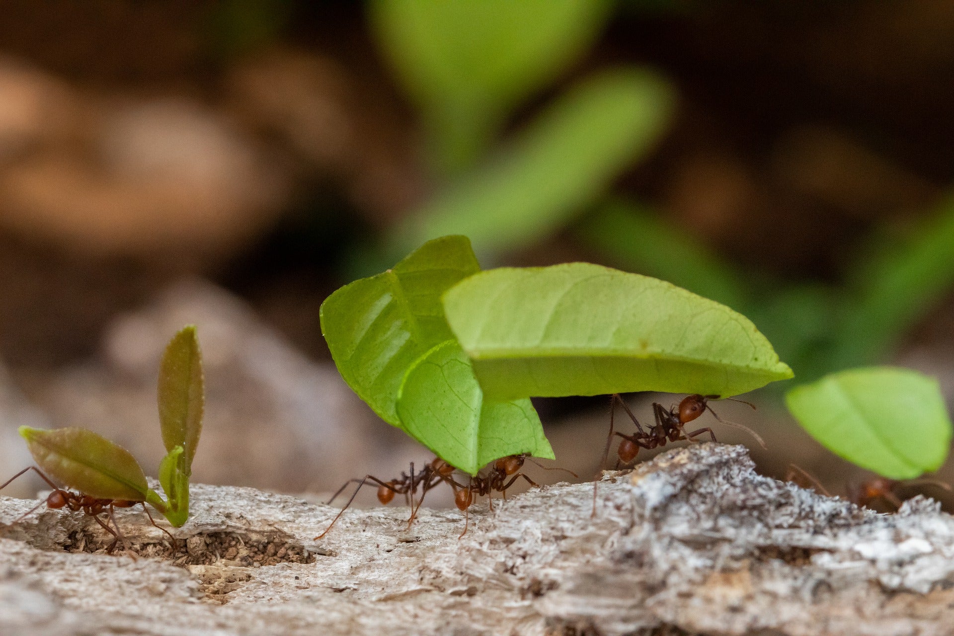 Las hormigas, los super insectos Las hormigas, los super insectos
