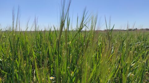 Campo de cereal