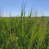 Campo de cereal Campo de cereal