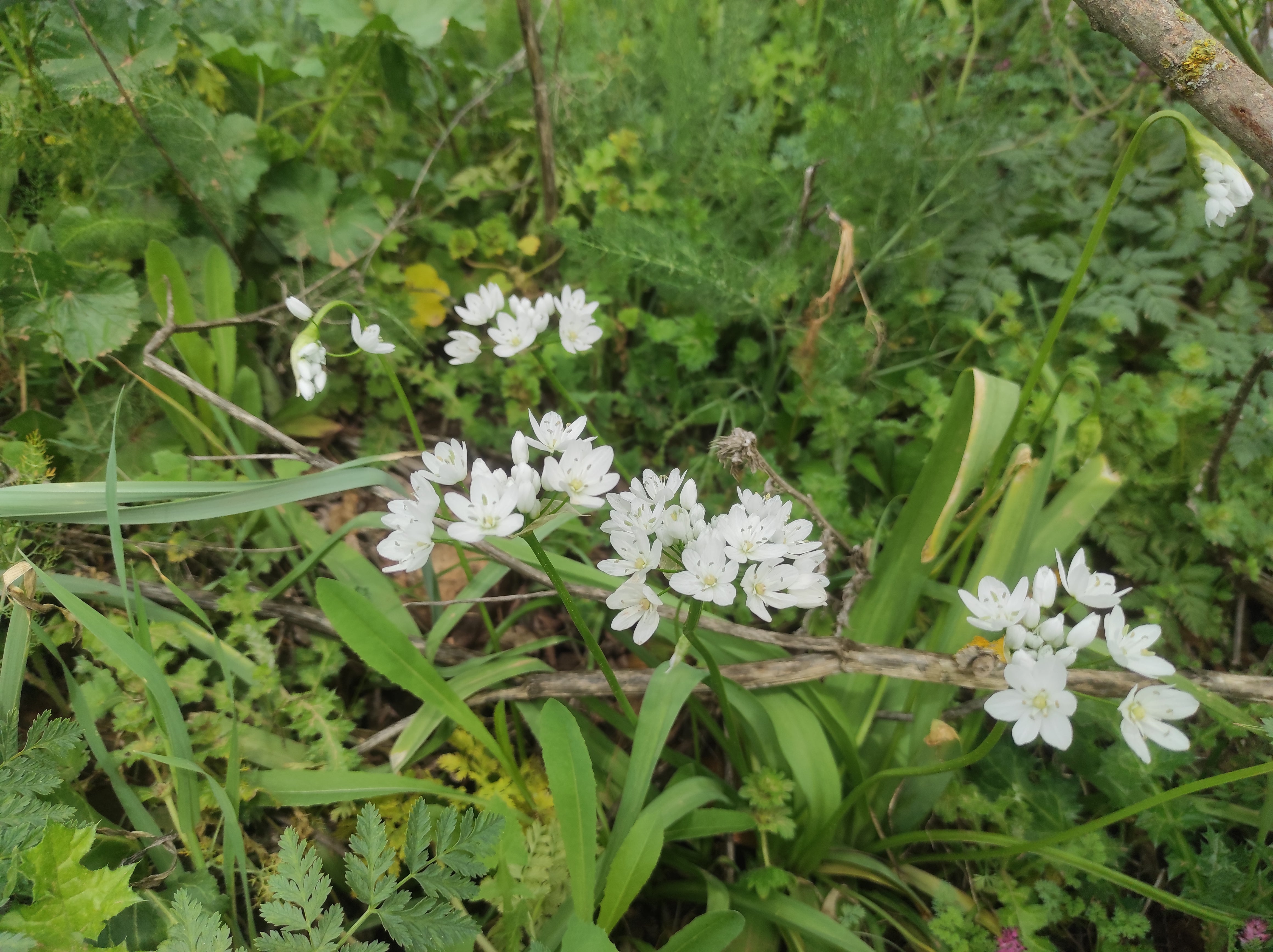 "Mercado de Primavera" en Valdepeñas "Mercado de Primavera" en Valdepeñas