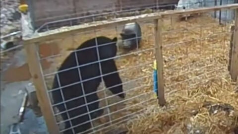 Fotograma del video en el que un oso se mete a la pocilga con dos cerdos