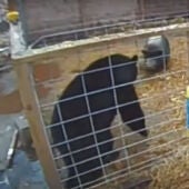 Fotograma del video en el que un oso se mete a la pocilga con dos cerdos