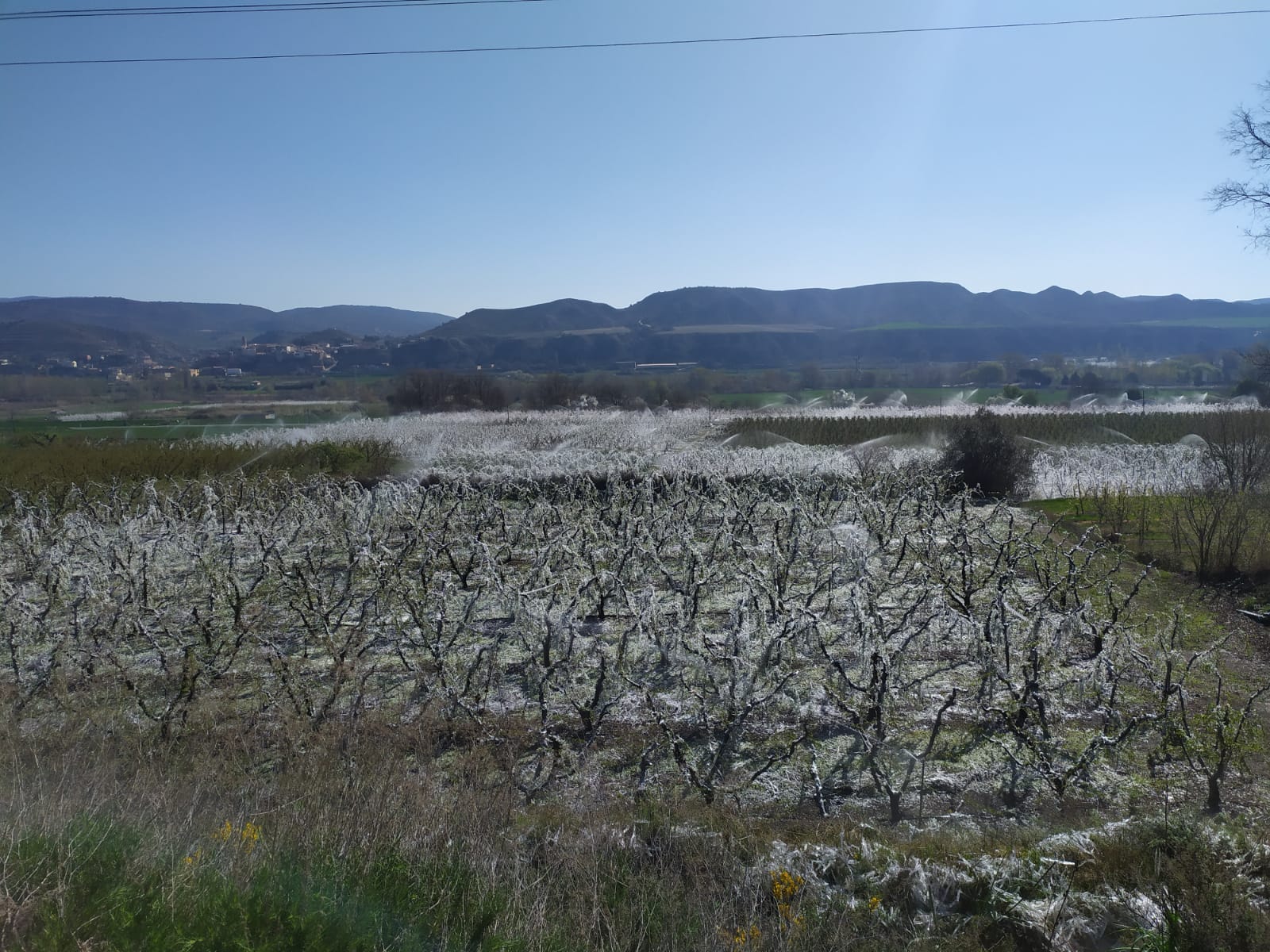 Segona nit de gelades que agreuja els danys al arbres fruiters de les comarques de Lleida Segona nit de gelades que agreuja els danys al arbres fruiters de les comarques de Lleida