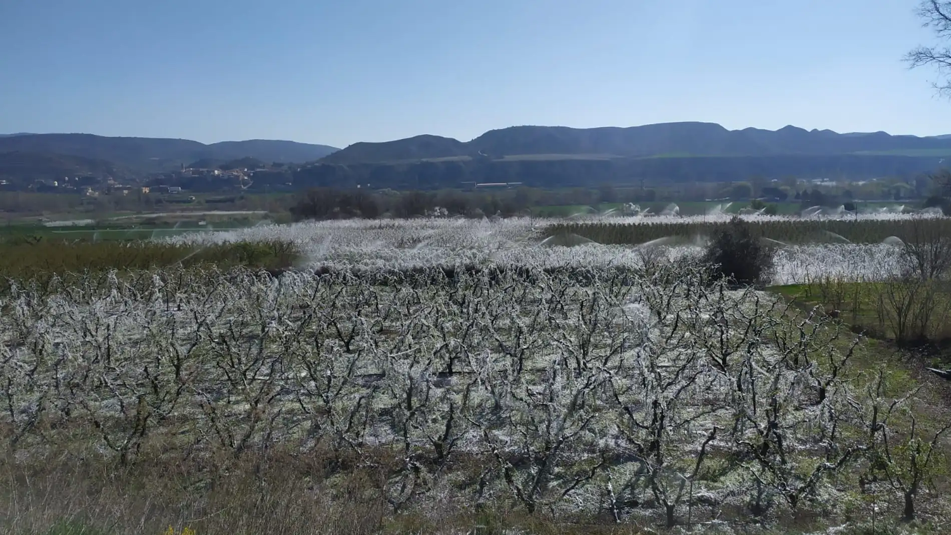 Segona nit de gelades que agreuja els danys al arbres fruiters de les comarques de Lleida