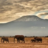 kilimanjaro kilimanjaro