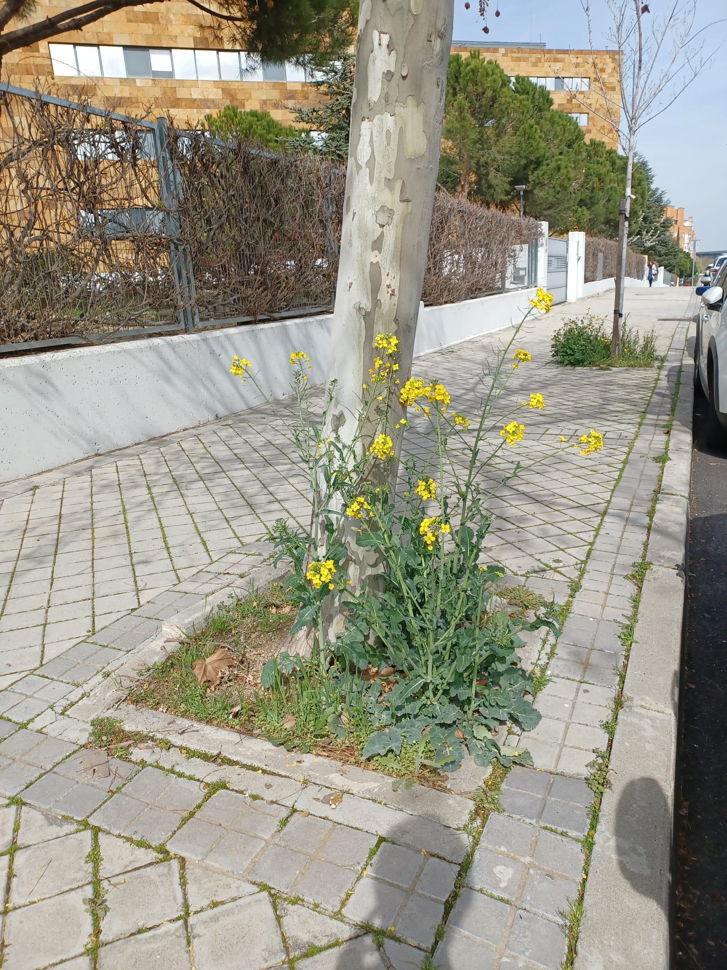 Madrid se llena de plantas ruderales Madrid se llena de plantas ruderales
