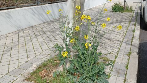 planta ruderal