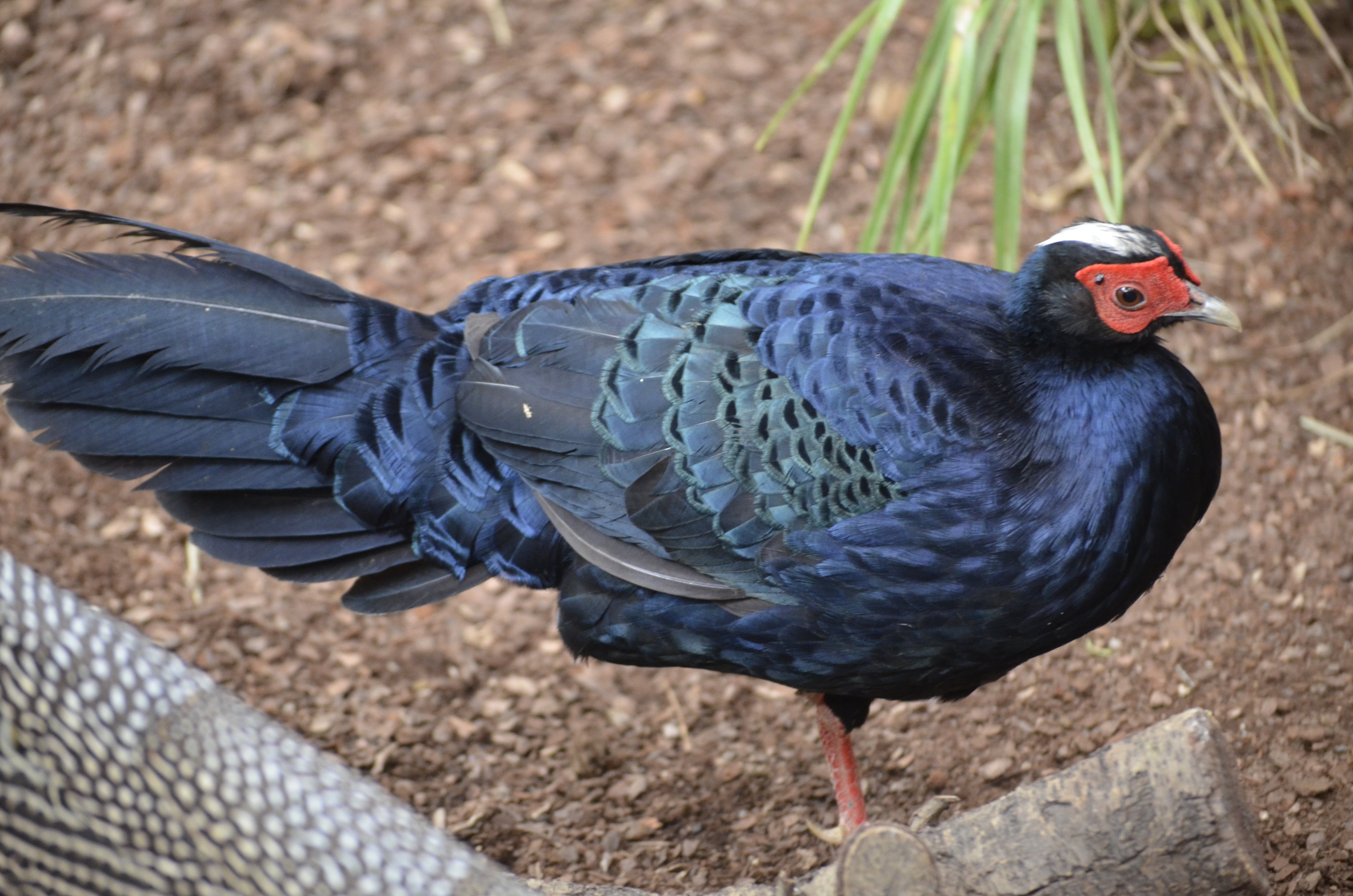 La provincia, punto de conservación de una de las aves más amenazadas del mundo La provincia, punto de conservación de una de las aves más amenazadas del mundo