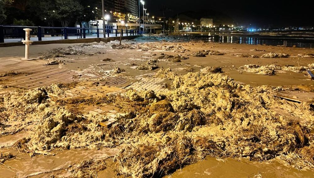 Algas arrastradas hasta la playa de El Postiguet 