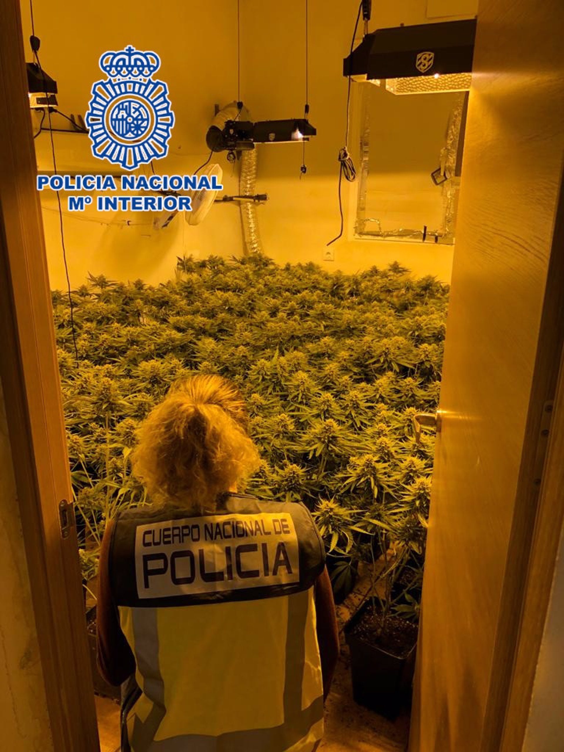 Tres detenidos con 259 plantas de marihuana en Almería capital Tres detenidos con 259 plantas de marihuana en Almería capital