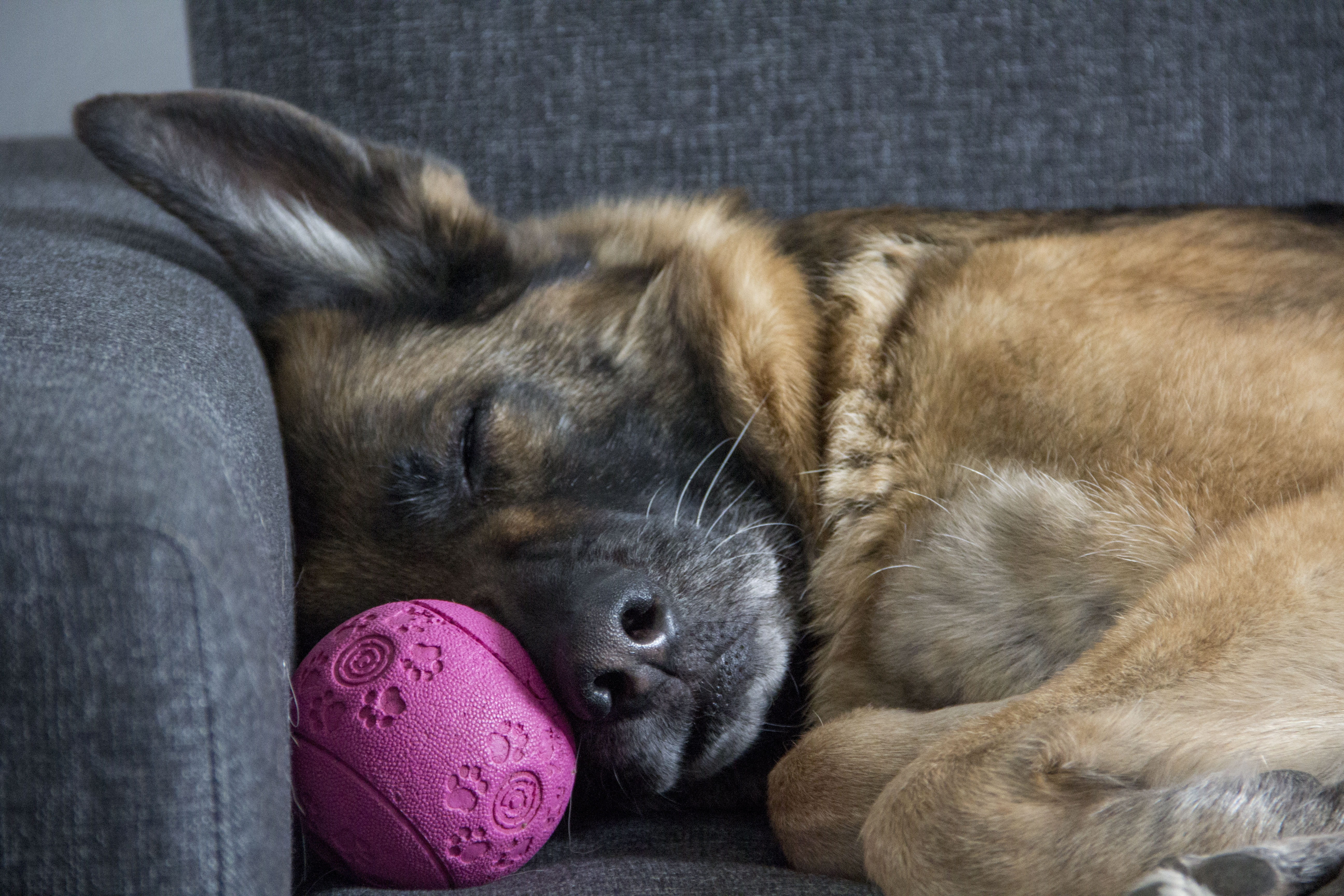 Aparici en órbita: La raza de los perros no determina su carácter Aparici en órbita: La raza de los perros no determina su carácter