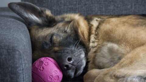 Dormir demasiado puede ser s&iacute;ntoma de aburrimiento por lo que el consejo, especialmente en vacaciones, es dedicar m&aacute;s tiempo a jugar con nuestro perros