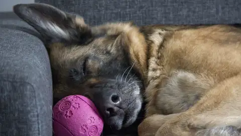 Dormir demasiado puede ser síntoma de aburrimiento por lo que el consejo, especialmente en vacaciones, es dedicar más tiempo a jugar con nuestro perros Dormir demasiado puede ser síntoma de aburrimiento por lo que el consejo, especialmente en vacaciones, es dedicar más tiempo a jugar con nuestro perros