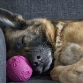 Dormir demasiado puede ser síntoma de aburrimiento por lo que el consejo, especialmente en vacaciones, es dedicar más tiempo a jugar con nuestro perros