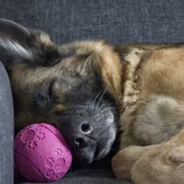 Dormir demasiado puede ser síntoma de aburrimiento por lo que el consejo, especialmente en vacaciones, es dedicar más tiempo a jugar con nuestro perros Dormir demasiado puede ser síntoma de aburrimiento por lo que el consejo, especialmente en vacaciones, es dedicar más tiempo a jugar con nuestro perros