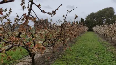 En algunas zonas, los almendros han sido los más afectados por las heladas En algunas zonas, los almendros han sido los más afectados por las heladas