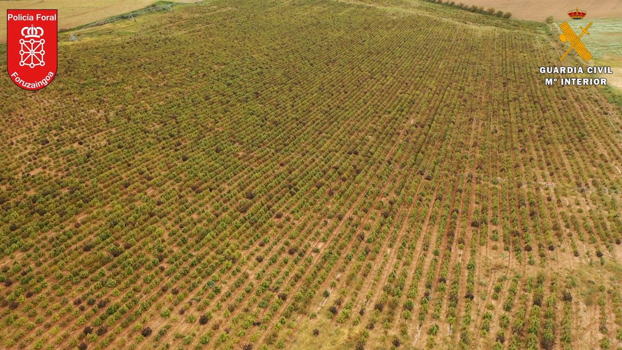 Desmantelada en Navarra la mayor plantación de marihuana de Europa Desmantelada en Navarra la mayor plantación de marihuana de Europa