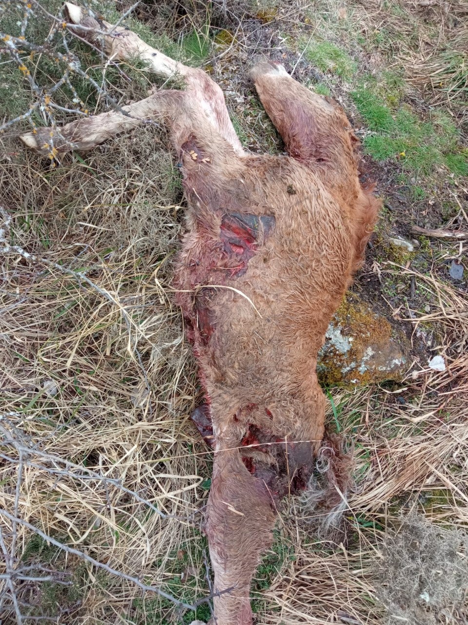 UCCL denuncia un nuevo ataque de lobo a la ganadería palentina UCCL denuncia un nuevo ataque de lobo a la ganadería palentina
