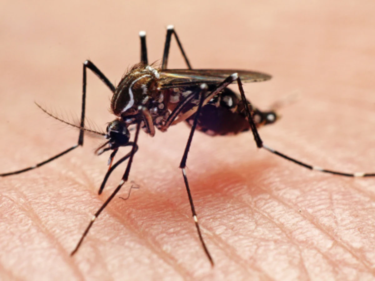 estrecho fuerte Furioso Mosquitos: ¿Por qué pican más en los tobillos? | Onda Cero Radio