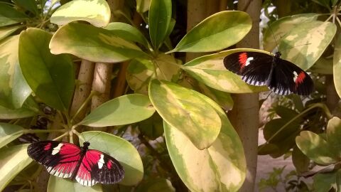 Mariposario de N&iacute;jar