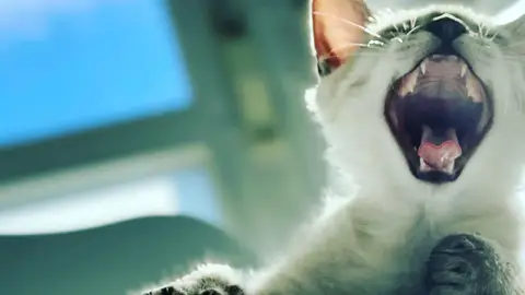 Qué significan los bostezos Qué significan los bostezos