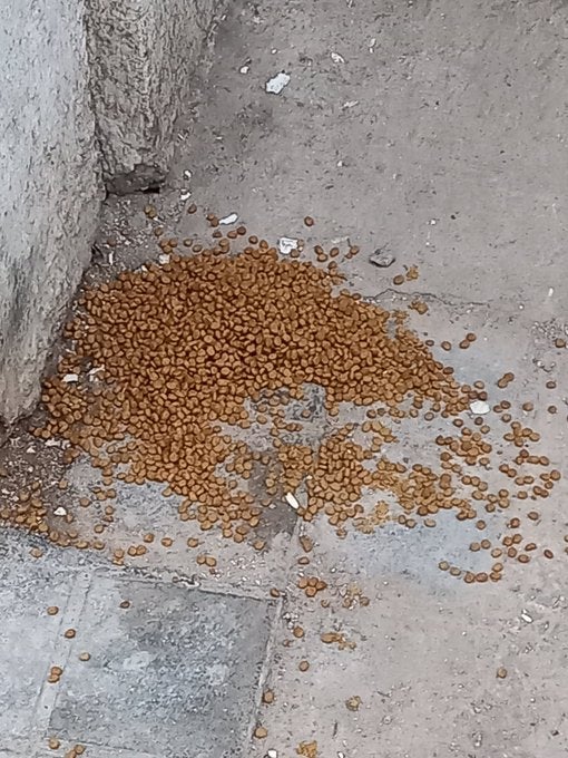Sancionado por verter comida para gatos en una calle de Ciudad Real Sancionado por verter comida para gatos en una calle de Ciudad Real
