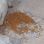 Comida para gatos encontrada en la calle Libertad