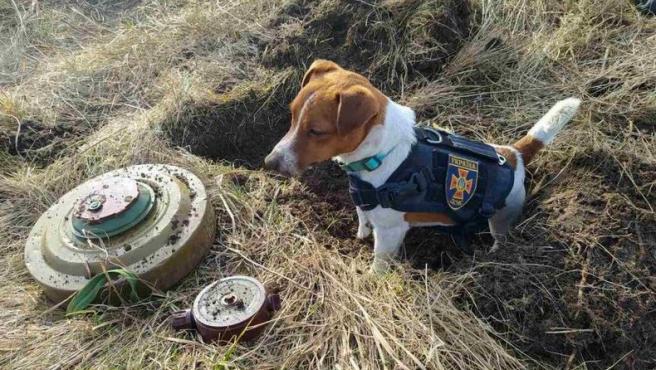 Patrón, el perro detector de minas en Ucrania: "Ésta no es mi guerra, pero me ha tocado rastrear los regalitos que han dejado los rusos" Patrón, el perro detector de minas en Ucrania: "Ésta no es mi guerra, pero me ha tocado rastrear los regalitos que han dejado los rusos"